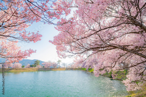 長野県伊那市　春の六道堤の桜
