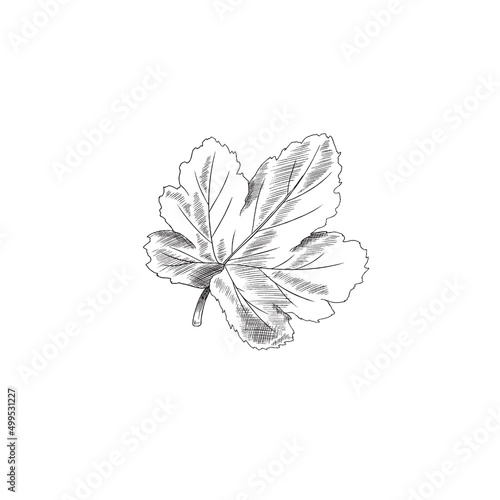Hand drawn monochrome cloudberry leaf sketch style, vector illustration