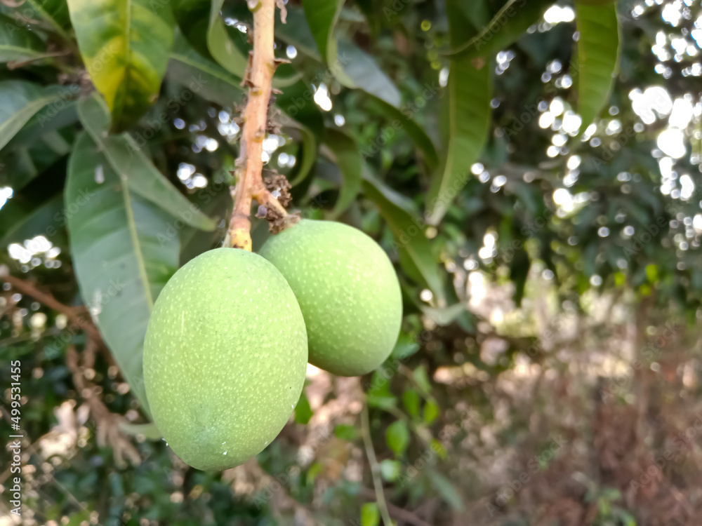 green mangoes have come to the mango tree during the summer season 