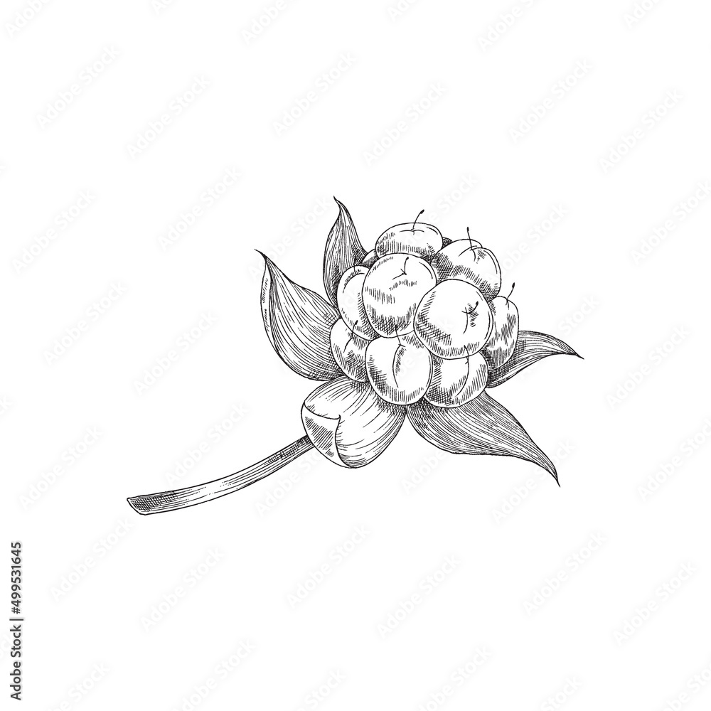 Fototapeta premium Monochrome cloudberry plant on branch with leaves, sketch vector illustration isolated on white background.