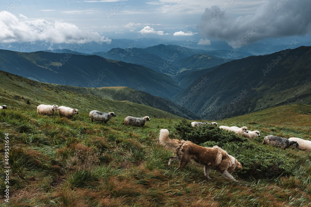 Herd of sheeps in sunny autumn mountains. Carpathians, Ukraine, Europe. Landscape photography