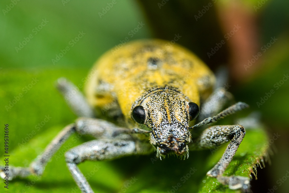 close up view of a gold dust weevil close up view of a gold dust weevil