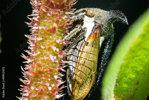 leafhoppers holding up on the side of a spiky stalk