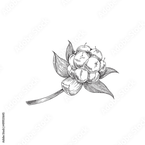 Monochrome cloudberry plant on branch with leaves, sketch vector illustration isolated on white background.