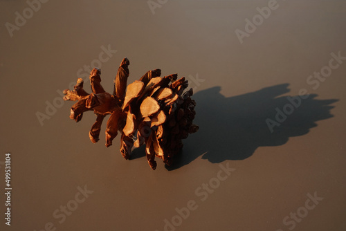 Pinus pinea cone isolated on brown background photo