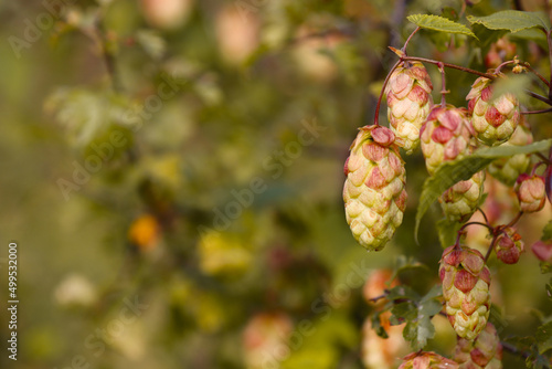 Blooming, autumnal hops.