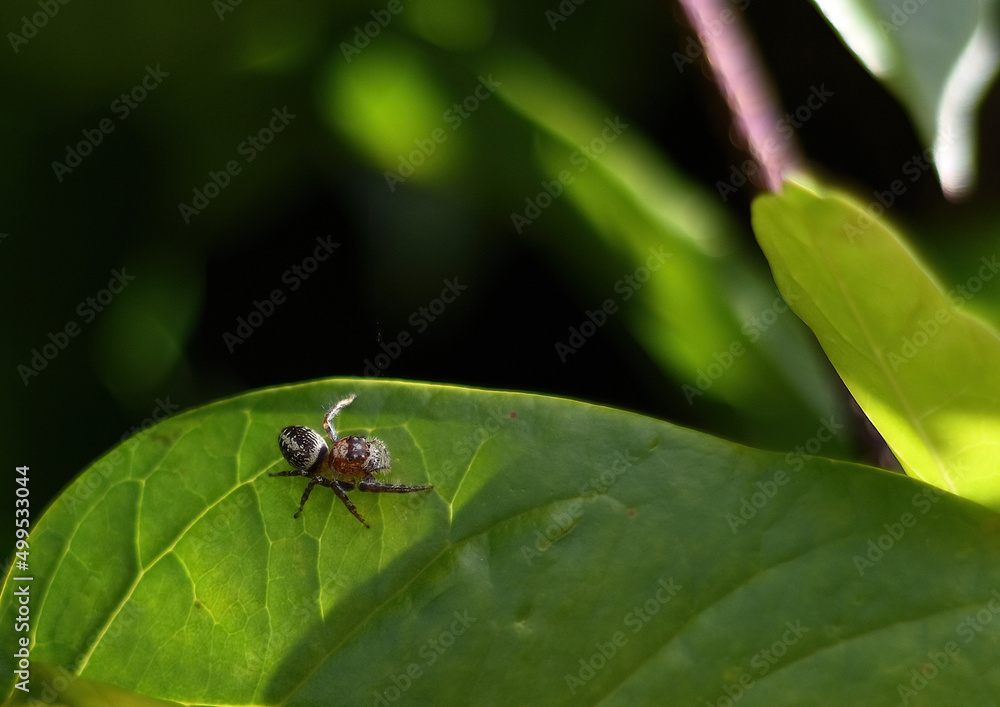 spider on leaf