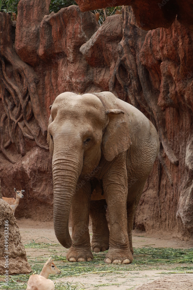 Obraz premium elefante