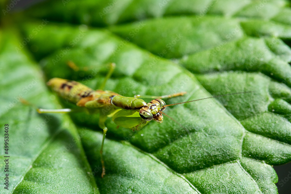 A praying mantis on the top of a green leaf A praying mantis on the top of a green leaf