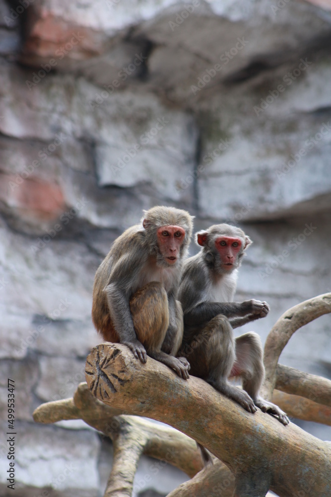Obraz premium mono macaco