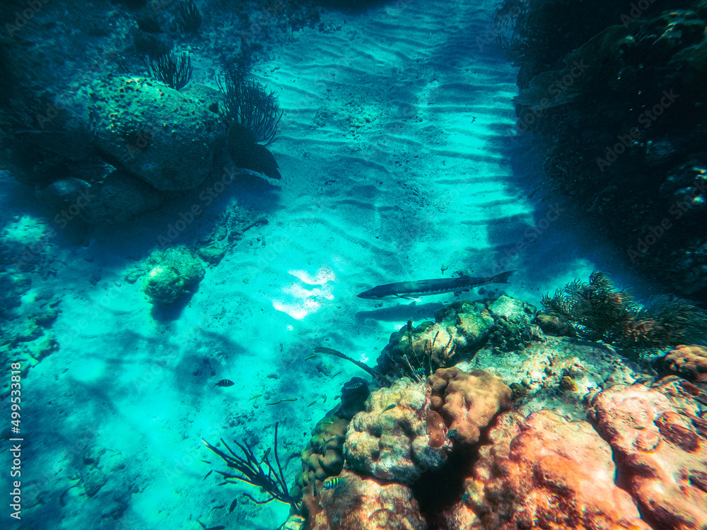 Fototapeta premium coral reef, Florida National Parks, John Pelicamp Park, coral, soft coral, fish, underwater, beach, scuba, snorkel, vacation, fish, tropical, United States National Parks, mermaid, luxury