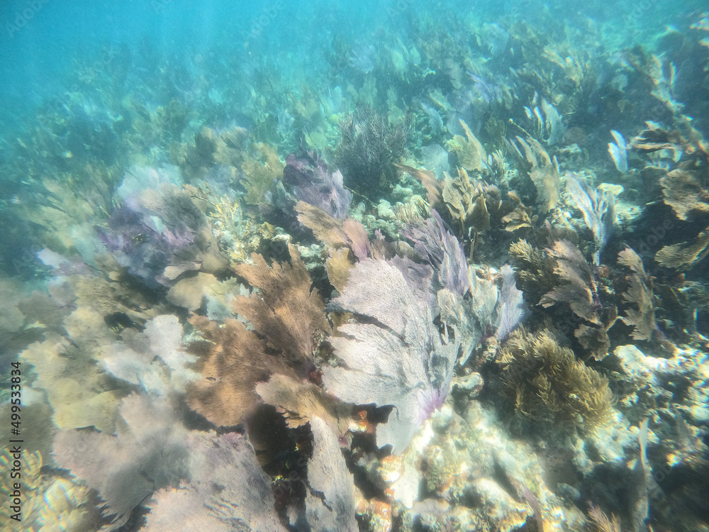 Fototapeta premium coral reef, Florida National Parks, John Pelicamp Park, coral, soft coral, fish, underwater, beach, scuba, snorkel, vacation, fish, tropical, United States National Parks, mermaid, luxury