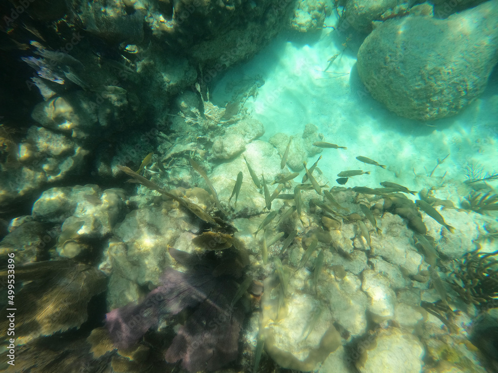 Fototapeta premium coral reef, Florida National Parks, John Pelicamp Park, coral, soft coral, fish, underwater, beach, scuba, snorkel, vacation, fish, tropical, United States National Parks, mermaid, luxury