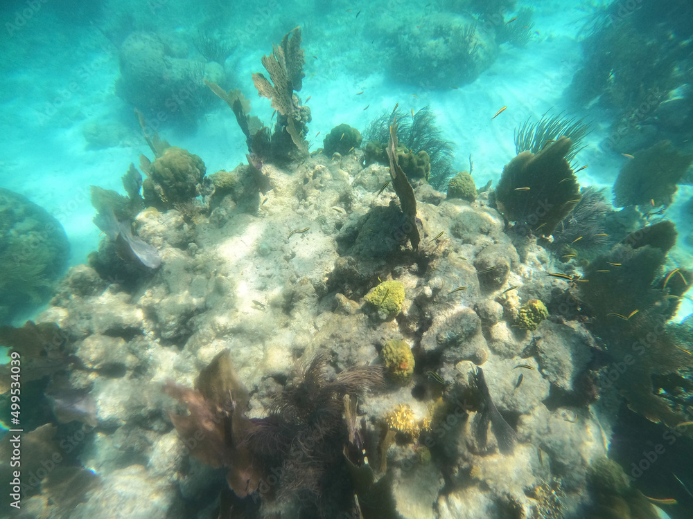Fototapeta premium coral reef, Florida National Parks, John Pelicamp Park, coral, soft coral, fish, underwater, beach, scuba, snorkel, vacation, fish, tropical, United States National Parks, Climate Change, 