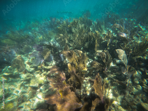 coral reef, Florida National Parks, John Pelicamp Park, coral, soft coral, fish, underwater, beach, scuba, snorkel, vacation, fish, tropical, United States National Parks, mermaid, luxury