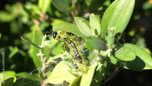Cydalima perspectalis caterpillar eating, the box tree moth