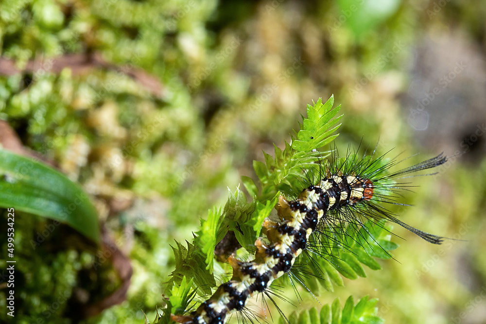a small caterpillar on the top of a moss