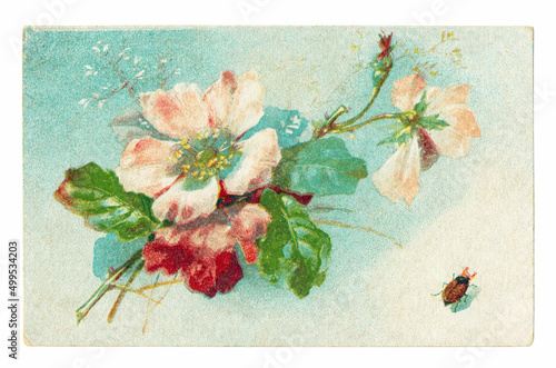 USSR - CIRCA 1920: An old open letter with a sprig of a flowering apple tree and a beetle, printed in the USSR around 1920.