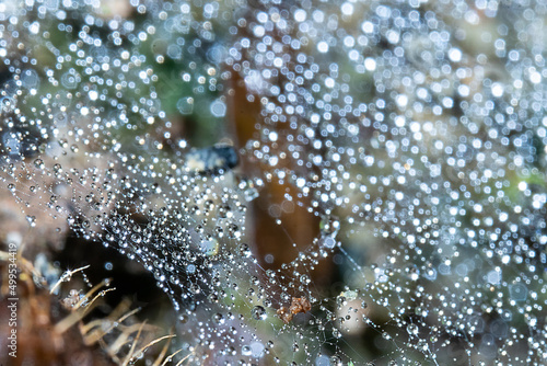 Water droplets from a nest of a spider