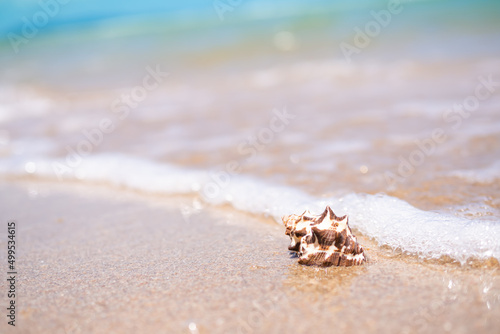 Seashell conch on white sand beach with blur image of blue sea and blue sky sunshine on day background. beautiful bokeh shore water. tourist ocean tropical. for travel summer season holidays.