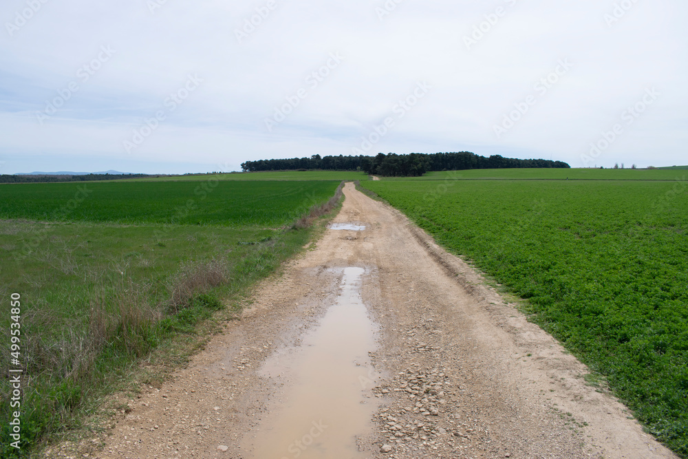 Camino atravesando campos de cultivo en primavera. 