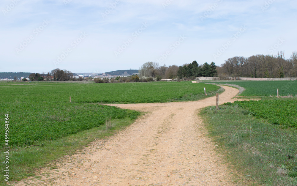 Camino atravesando campos de cultivo en primavera. 