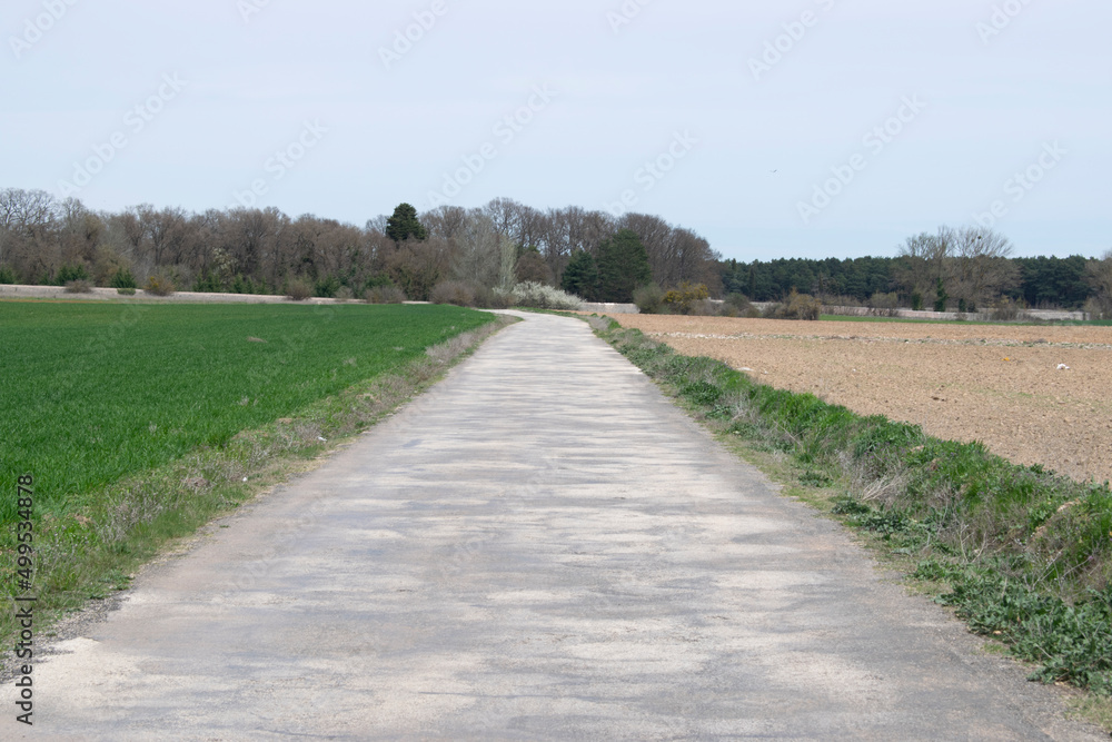 Carretera atravesando campos de cultivo en verano. 