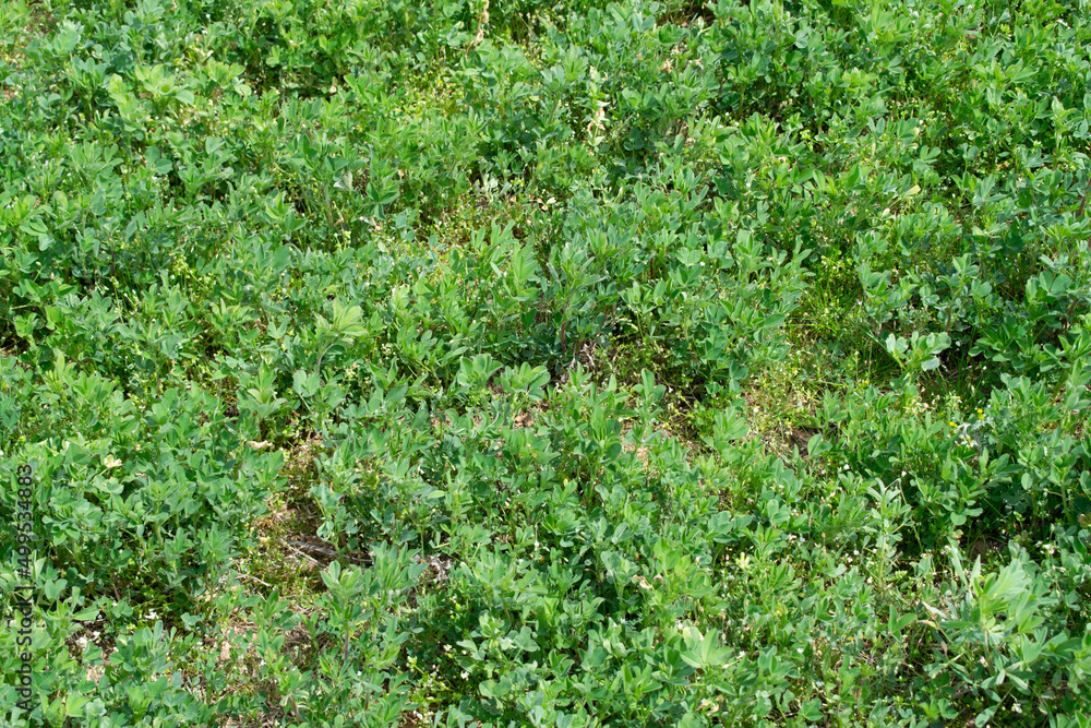 Obraz premium Brotes de plantación en una tierra de cultivo.