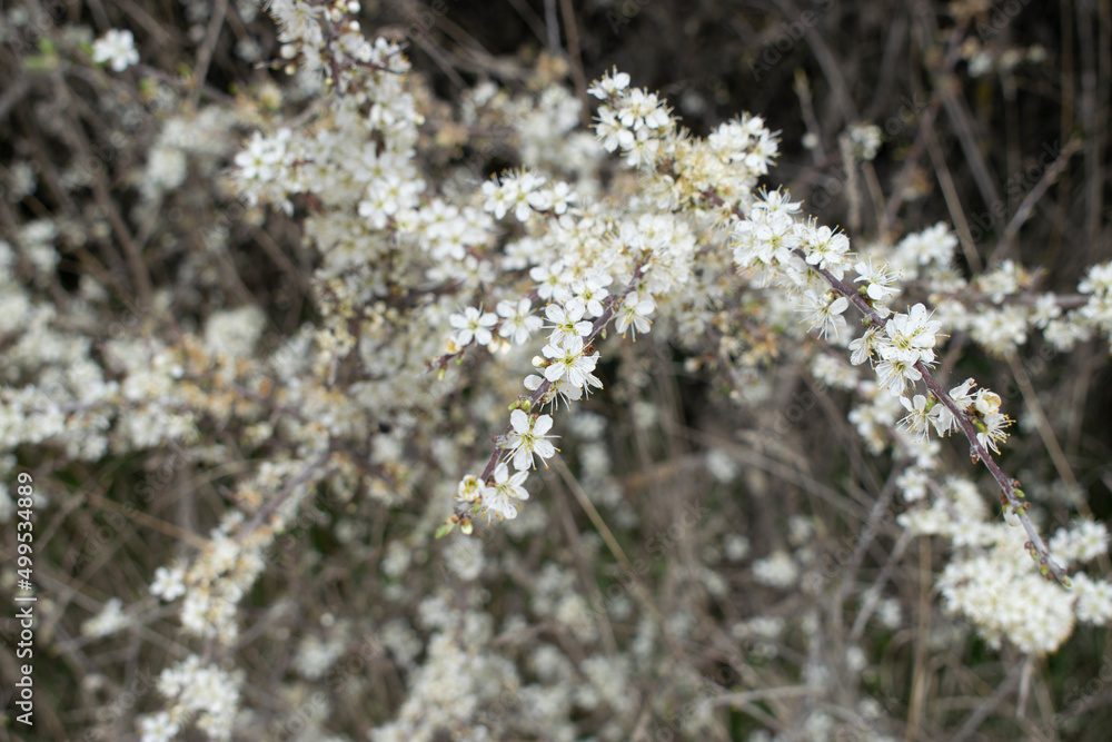 Flores blancas de un arbusto en primavera. Flores blancas de un arbusto en primavera.