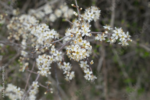 Flores blancas de un arbusto en primavera.  © Gabrieuskal