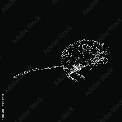 kangaroo rat hand drawing vector illustration isolated on black background