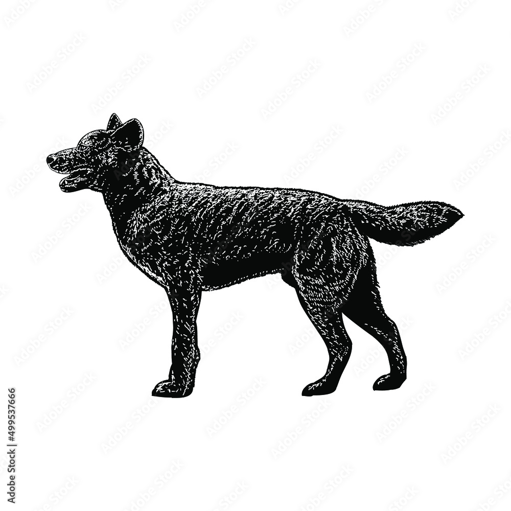 kai ken dog illustration isolated on white background kai ken dog illustration isolated on white background