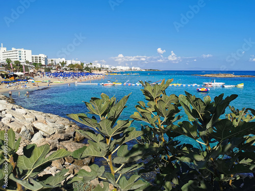 Branches of a fig tree against the backdrop of Fig Tree Bay beach and blue sky.