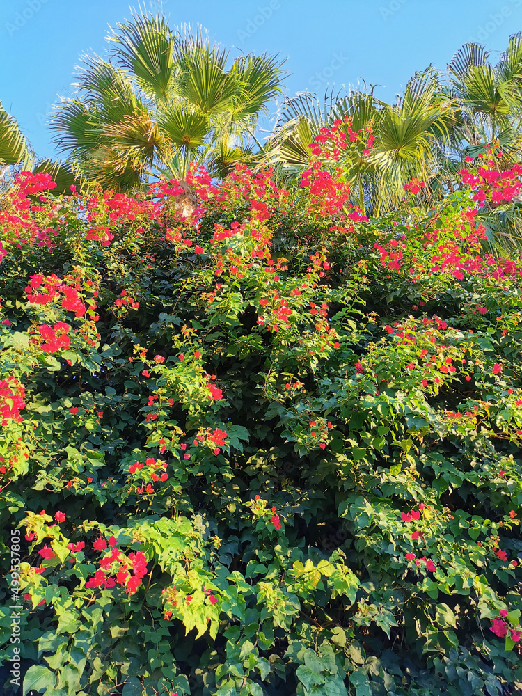 Bougainvillea, a shrub with red flowers among green leaves, growing on the street of Protaras against the backdrop of a palm tree and a blue cloudless sky.