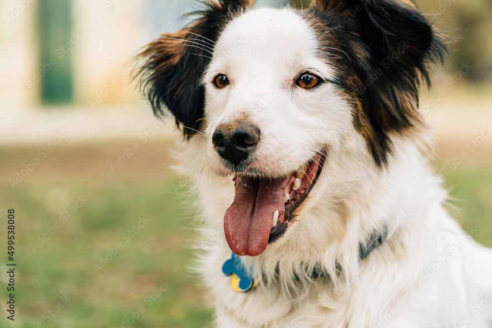 Portrait of a cute dog standing outdoors in nature. Animals and dogs concept. Portrait of a cute dog standing outdoors in nature. Animals and dogs concept.