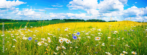 Obraz na płótnie Beautiful summer colorful panoramic landscape of flower meadow with daisies against blue sky with clouds. w salonie