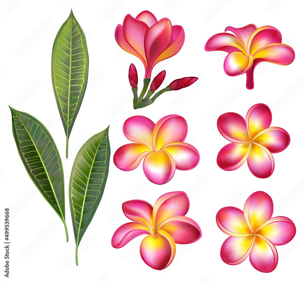 Set of pink plumeria Set of pink plumeria