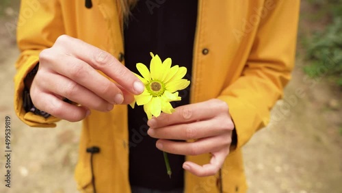 High angle view of yellow marguerite with dew detail. Horizontal cropped view of young woman pulling up one by one daisy flower petals on a rainy day. Nature backgrounds