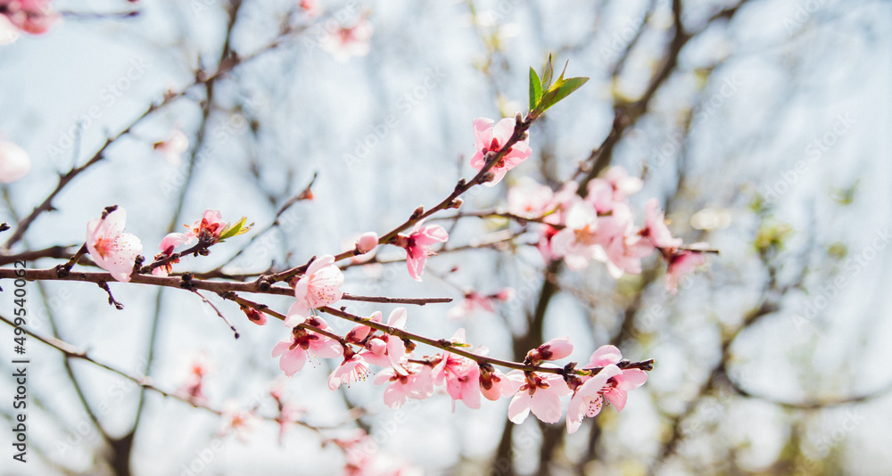 Selective focus of beautiful branches, pink blooming peach or apricot on a tree under a blue sky, Beautiful cherry blossoms during the spring season in the park. The texture of the floral pattern. Selective focus of beautiful branches, pink blooming peach or apricot on a tree under a blue sky, Beautiful cherry blossoms during the spring season in the park. The texture of the floral pattern.