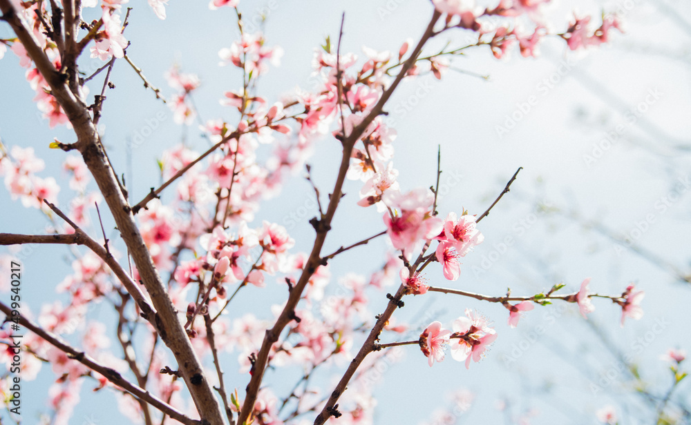 Selective focus of beautiful branches, pink blooming peach or apricot on a tree under a blue sky, Beautiful cherry blossoms during the spring season in the park. The texture of the floral pattern.