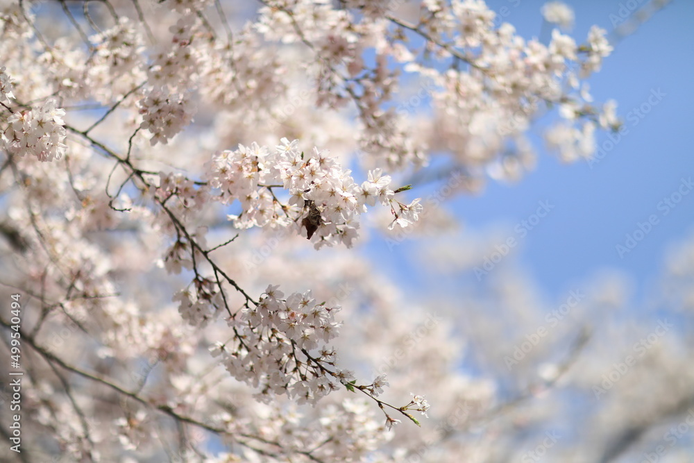 Cherry Blossom blooms