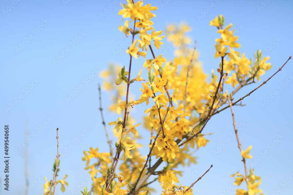 Spring Flower Spring Flower
