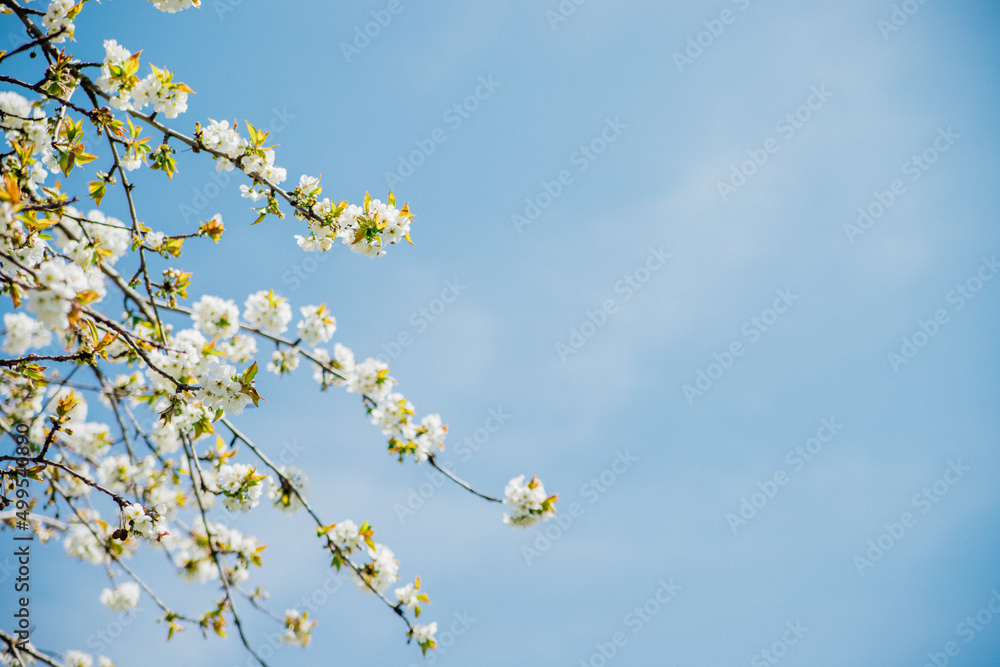 Selective focus of beautiful branches of white cherry blossoms on a tree under a blue sky, Beautiful cherry blossoms during the spring season in the park. Beauty is in nature. Selective focus of beautiful branches of white cherry blossoms on a tree under a blue sky, Beautiful cherry blossoms during the spring season in the park. Beauty is in nature.