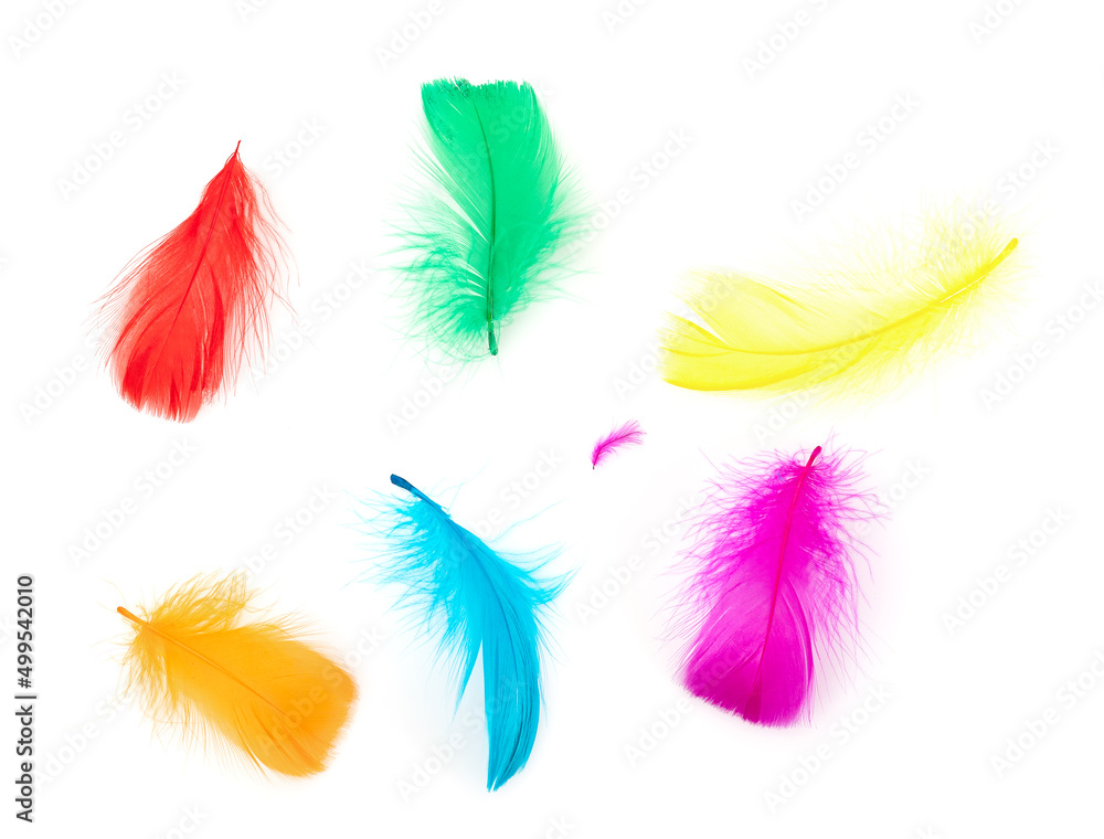 set of colorful feathers isolated on white set of colorful feathers isolated on white