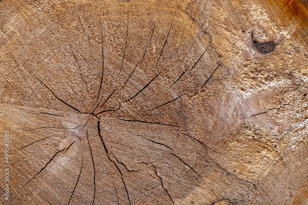 A cross-section of old, rotten wood. Black Alder  (Alnus glutinosa).