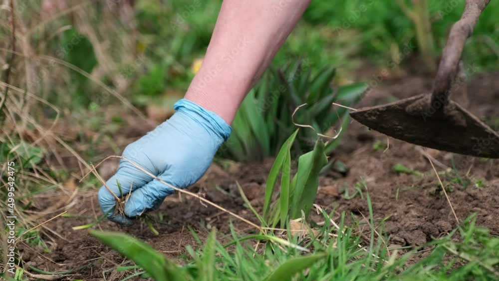 Close up view of plucking the weeds by hoe Close up view of plucking the weeds by hoe