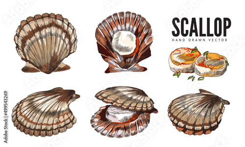 Obraz na plátně Scallop sea food in colored sketch style, hand drawn vector illustration isolated on white background