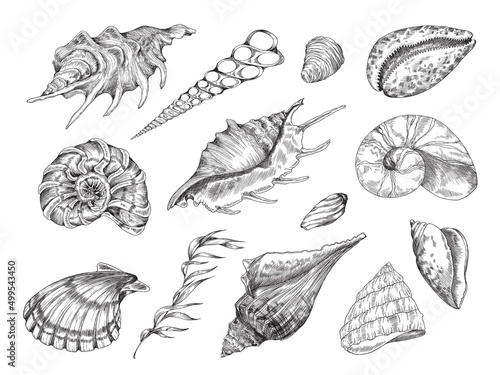 Seashell pencil sketch vector set. Sea shell vintage etching engraved drawing. Conch, nautilus, scallop, clam shellfish.