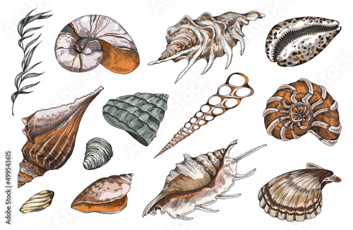 Hand drawn ocean shells collection, color engraving vector illustration isolated.