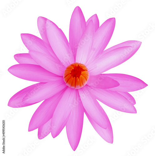 water lily isolated on white background